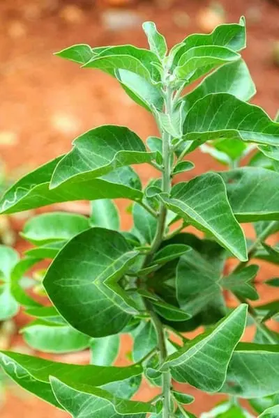 Ashwagandha 20, 21.jpg