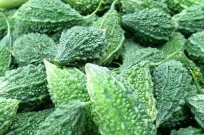 Momordica Charantia 11